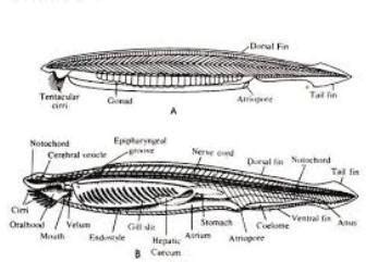 Branchiostoma diagram - Brainly.in