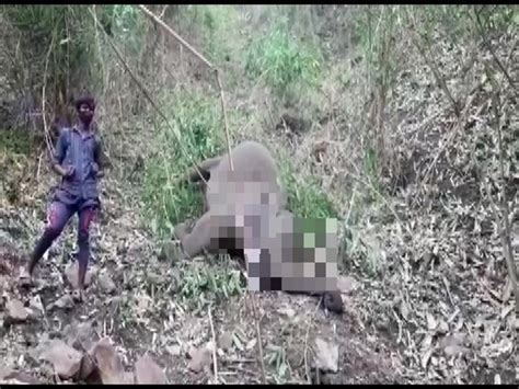 18 elephants found dead in Assam's Nagaon