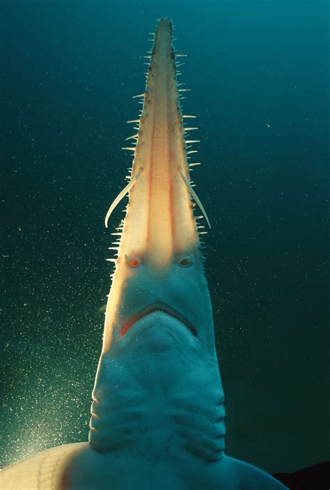 Image result for Alien Shark Cross