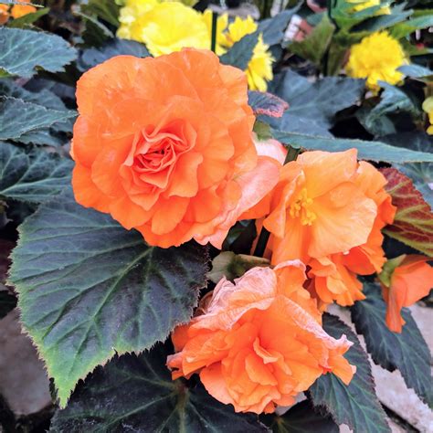 Are Begonias Perennials? Overwintering Begonias in Winter - Bunny's Garden