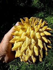 ROYAL LAND Fruit Live Plant Rollinia deliciosa Biriba Plant 1 Healthy ...