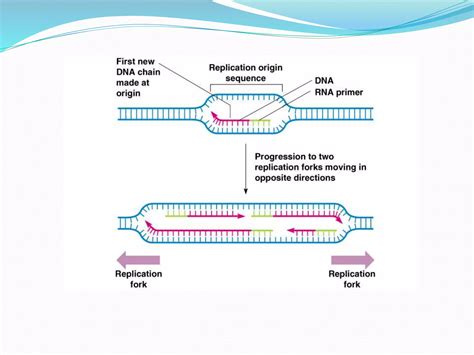 Dna replication in prokaryotes | PPTX