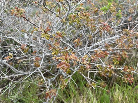 Poison Oak Plant Winter