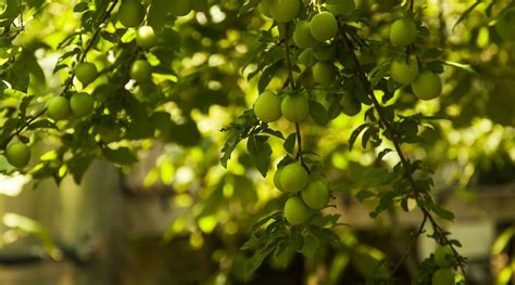 MAKRI HOTEL (Kayakoy) - Lodging Reviews & Photos - Tripadvisor