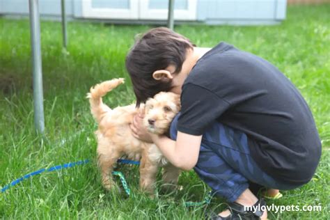 Image result for Mini Cockapoo