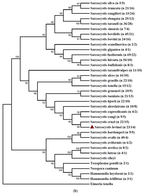Associative Genetic Diversity of Sarcocystis levinei Isolates across ...