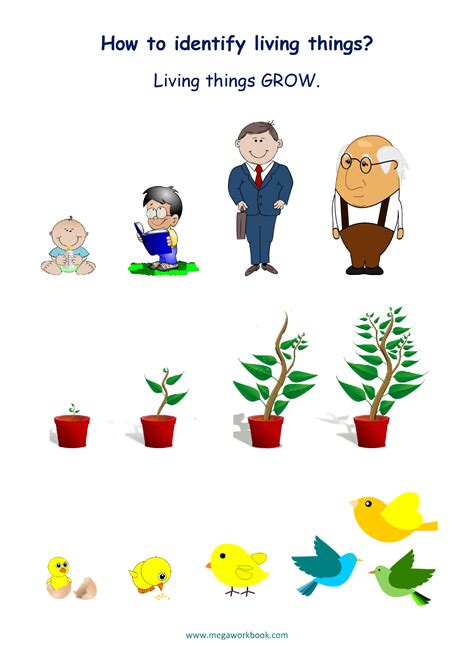 Living And Non Living Things Worksheets - Characteristics Of Living ...