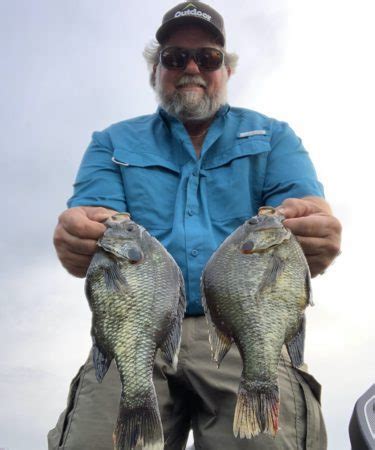 Image result for Fishing Shellcrackers