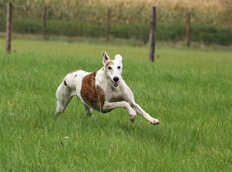 Greyhound Fastest Dog Breed at John Cargill blog