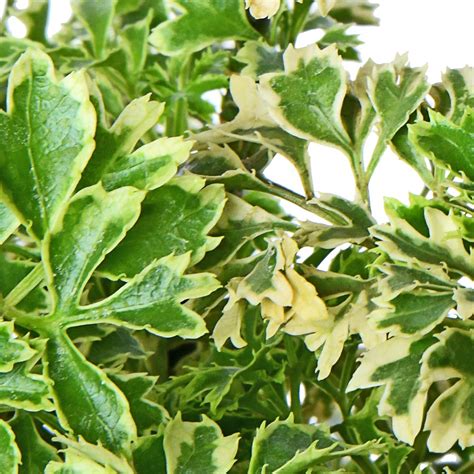 Aralia Snow White – PLANTIFY