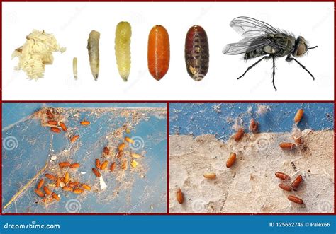 Do Flies Lay Eggs In Vents at Alonzo Caraway blog