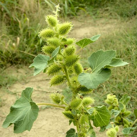 5 Medicinal Uses For Xanthium Strumarium Root