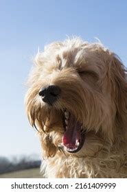 Image result for Golden Cockapoo