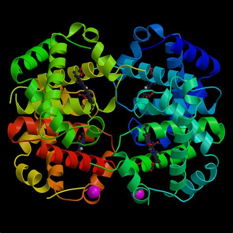 Image result for Normal Hemoglobin Structure