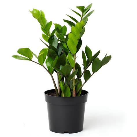 ZZ Plant (Green) | Indoor Low Maintenance Plant for Home & Office ...
