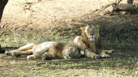 World Lion Day: PM Modi Applauds Dedication in Conserving Lion Habitats ...