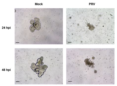 Establishment of Intestinal Organoid from Rousettus leschenaultii and ...