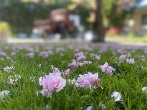 Photo Gallery | Mt Baker Care Center