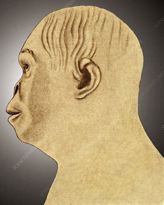 Image result for Australopithecus Reconstruction