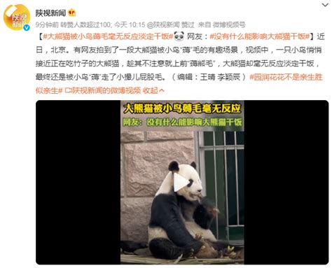 大熊猫被小鸟薅毛毫无反应淡定干饭 网友：反正毛多-闽南网