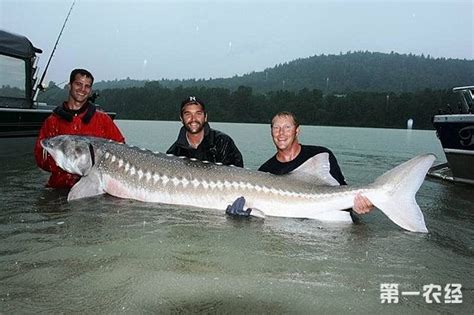 世界上最大的鱼：世界上最大的鱼是什么鱼_知秀网