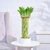 Buy Premium Lucky Wheel Bamboo Plant online in India. – Ugaoo