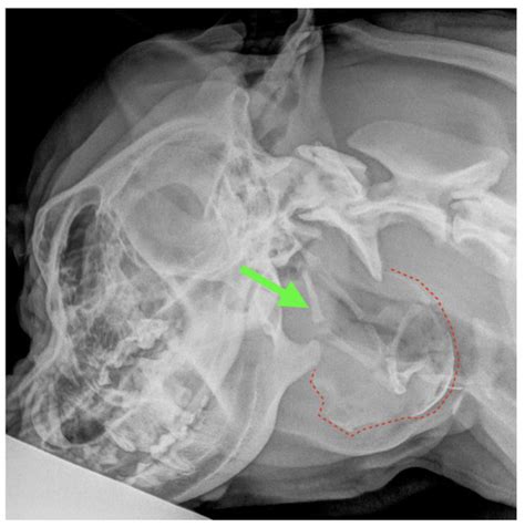 Diagnostic Findings and Surgical Management of Three Dogs Affected by ...