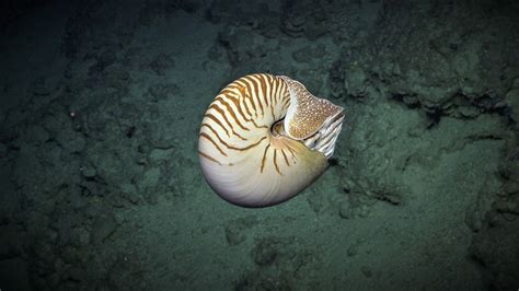 9 Stunning Images Of Deep-Sea Life Captured By An Aquatic Robot - Science