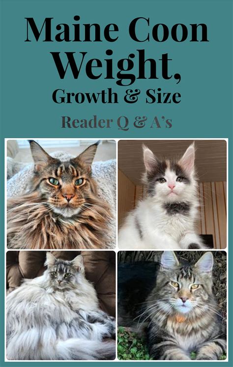 How Big Is The Average Maine Coon Cat at Phyllis Fetter blog