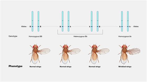 Image result for Phenotype Example