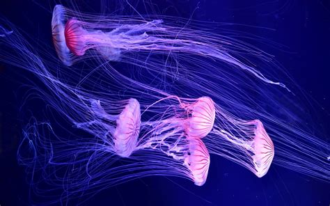 #130294 Underwater, Jellyfish, Deep sea - Rare Gallery HD Wallpapers