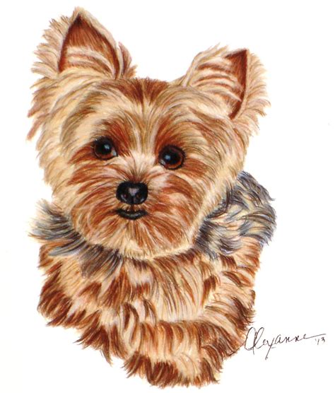 Commissioned drawing of a Yorkie on Stonehenge paper - 8" x 8". This ...