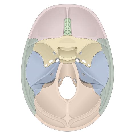 Human Skull Anatomy Anterior View (Illustrations) – Human Bio Media