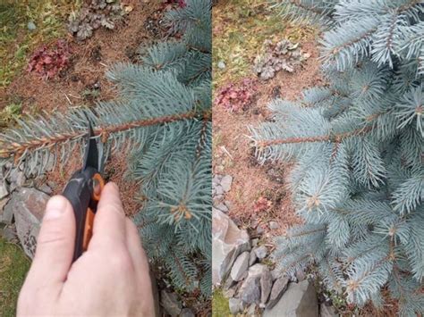 Image result for Spruce Tree Pruning