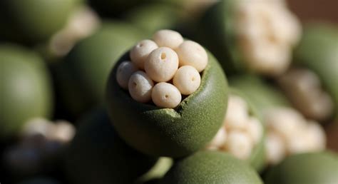 Policy Mechanism Simulation → Term