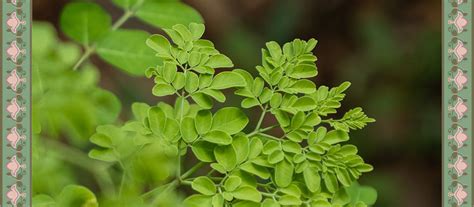 Moringa Marvels: Unveiling the Green Elixir – Maigreens