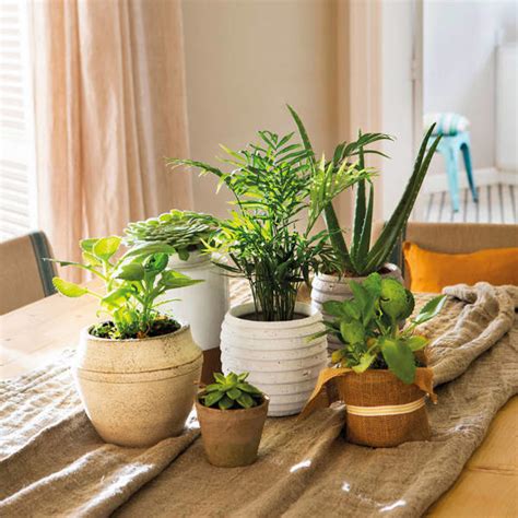 Berros: cuidados y todos los consejos para mantenerlo en buen estado