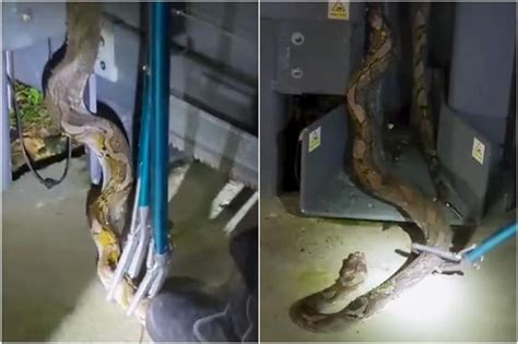 Python Kills Pig 的图像结果