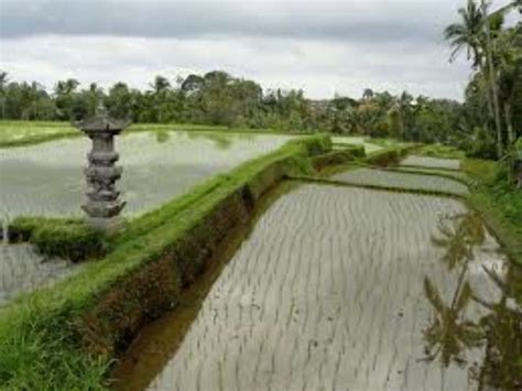 Campuhan Ridge Walk, ubud, Indonesia - Top Attractions, Things to Do ...