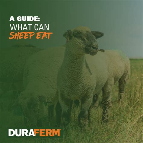 What do Sheep Eat? - DuraFerm