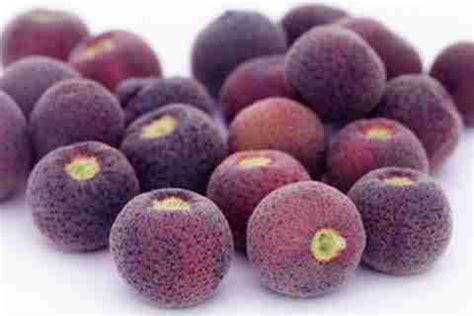 First Crop Phalsa Fruit Tree Seeds Grewia Asiatica Seed Price in India ...