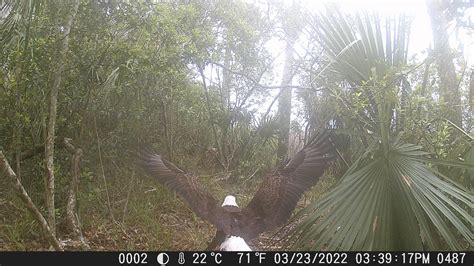 Image result for How to Use a Trail Camera