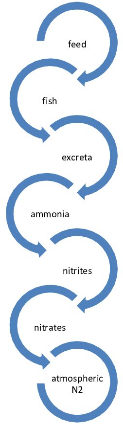 Image result for Nitrogen Fixation Process