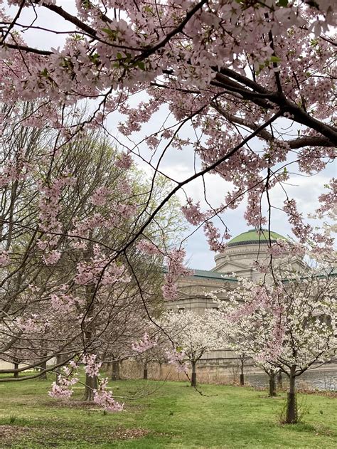 Cherry Blossoms have bloomed at Jackson park 🌸 : r/chicago