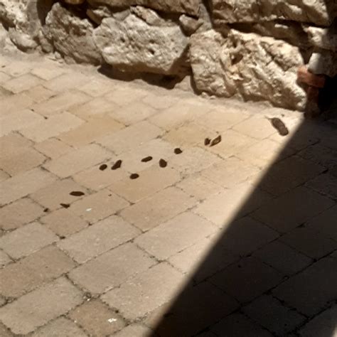 RESPONSABILIDAD PERROS