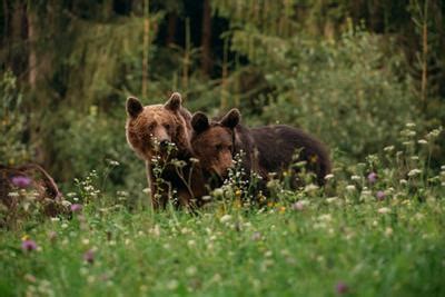 Conservation 的图像结果