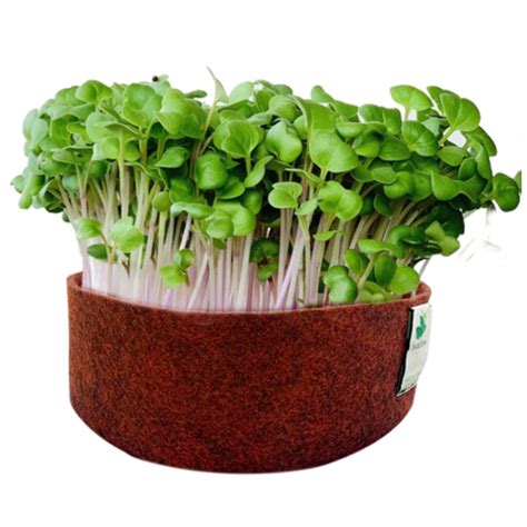 Microgreens Grow Kit: Radish Pink 25 grams || Easy to Use Kit for Begi ...