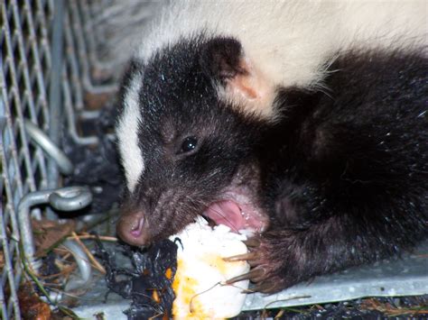Skunks Eating Bees