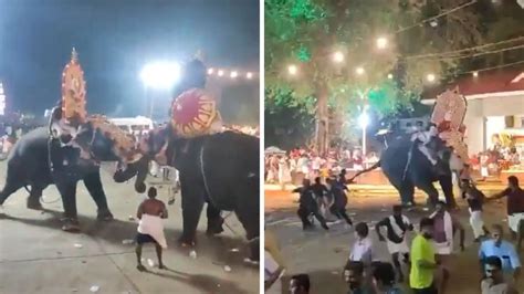 Kerala Elephant Attack VIRAL VIDEO: 2 Tuskers Engage In Violent ...