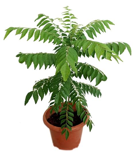 Desi Gardener Curry Patta (Kadi Patta) Live Plant with Pot - Fresh Herb ...